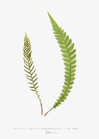 Vintage EJL Ferns (2) print