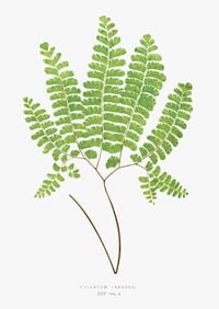 Vintage Ferns EJL (3) print