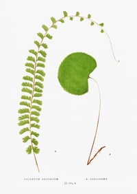 Vintage EJL Ferns (4) print