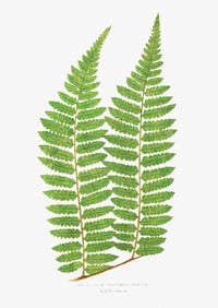Vintage EJL Ferns (6) print