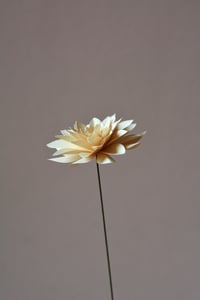 Image 3 of Dalia