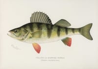 Vintage SFD Yellow or Barred Perch print
