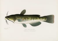 Vintage SFD The Bullhead print