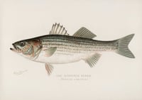 Vintage SFD Striped Bass print