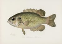 Vintage SFD Rock Bass print
