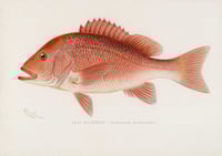 Vintage SFD Red Snapper print