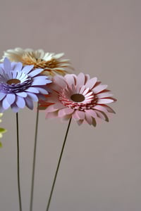 Image 2 of Gerbera