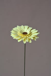Image 3 of Gerbera