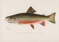 Vintage SFD Male Brook Trout print