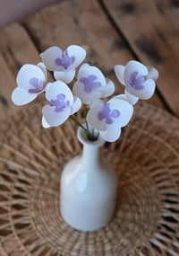 Image 3 of Orchidea