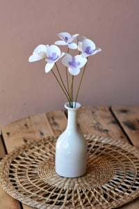 Image 4 of Orchidea