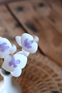 Image 1 of Orchidea
