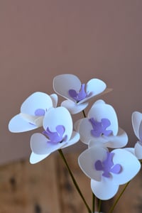 Image 2 of Orchidea