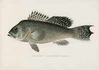 Vintage SFD Sea Bass print