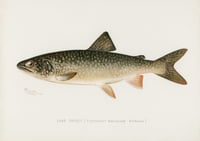 Vintage SFD Lake Trout print