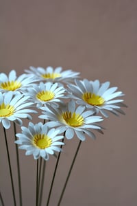 Image 2 of Margherita piccola