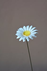 Image 1 of Margherita piccola