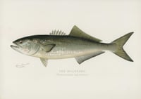 Vintage SFD The Bluefish print