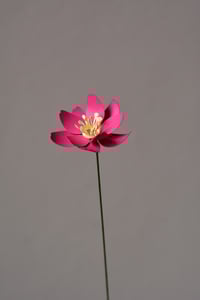 Image 3 of Primula