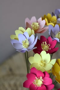 Image 1 of Primula