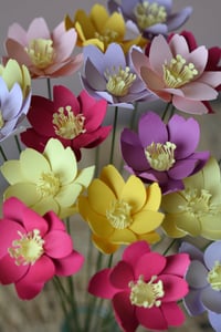 Image 2 of Primula
