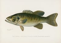 Vintage SFD Small-mouthed Black Bass print