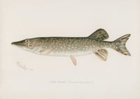 Vintage SFD The Pike print