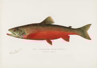 Vintage SFD Canadian Red Trout print