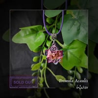 Image 5 of ☽ Primula Acaulis ☾