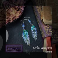 Image 1 of ☽ Sorbus Marita ☾