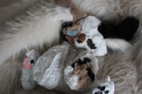 Image 4 of 🦊❄️ Baby Tri-colour Fox ❄️🦊