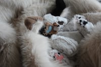 Image 5 of 🦊❄️ Baby Tri-colour Fox ❄️🦊