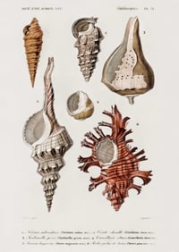 Image 2 of Vintage Mollusks (3) print