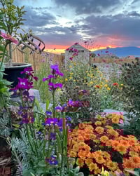 Image 6 of Autumn Cottage Garden - Yellow Heart - Black Ladies T-shirt