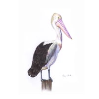 Image 1 of "Coastal Majesty" - Australian Pelican Print