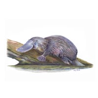 Image 1 of "Enigmatic Explorer" - Platypus Print