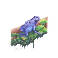 Image 1 of "Rainforest Jewel" - Blue Poison Dart Frog Print