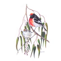 Image 1 of "Woodland Pair" - Red-capped Robins Print