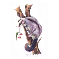 Image 1 of "Nocturnal Forager" - Sugar Glider Print