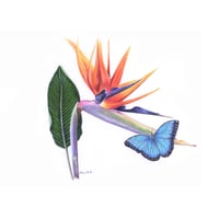 Image 1 of "Tropical Harmony" - Ulysses Butterfly on Bird of Paradise Print