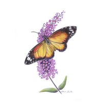 Image 1 of "Nectar Seeker" - Wanderer Butterfly Print