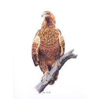 Image 1 of "Sky Sovereign" - Wedge-tailed Eagle Print