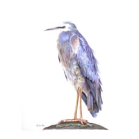 Image 1 of "Elegant Sentinel" - White-faced Heron Print