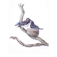 Image 1 of "Nurturing Moment" - Willie Wagtail Feeding Print