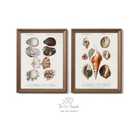 Image 1 of Set of two Vintage Mollusks prints