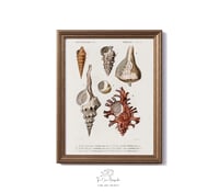 Image 1 of Vintage Mollusks (3) print