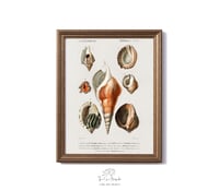Image 1 of Vintage Mollusks (2) print