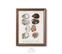 Image 1 of Vintage Mollusks print