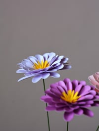 Image 2 of Zinnia