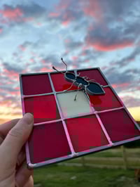 Image 2 of Ant on a Picnic Blanket